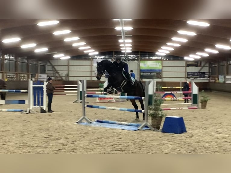 Baden Württemberger Wallach 12 Jahre 180 cm Dunkelbrauner in Hermaringen