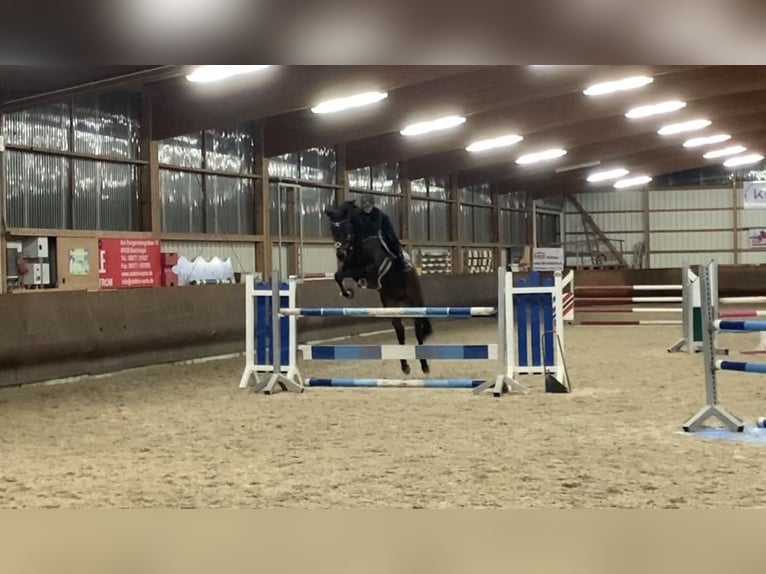 Baden Württemberger Wallach 12 Jahre 180 cm Dunkelbrauner in Hermaringen