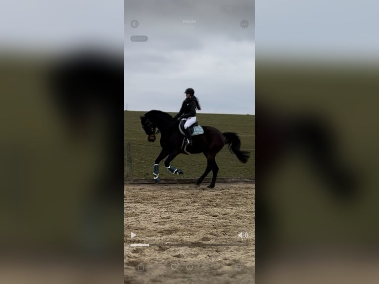 Baden Württemberger Wallach 12 Jahre 180 cm Dunkelbrauner in Hermaringen