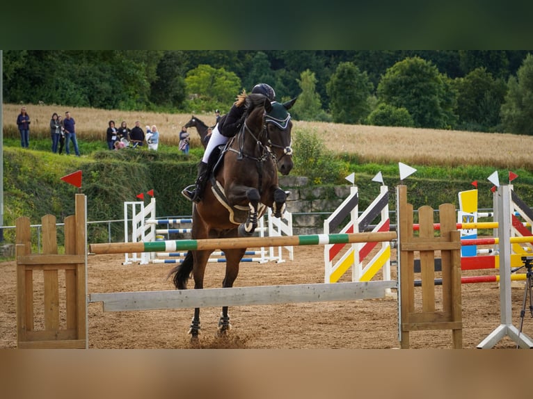 Baden Württemberger Wallach 12 Jahre 180 cm Dunkelbrauner in Hermaringen