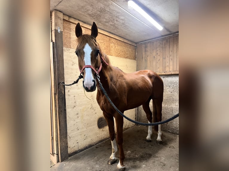 Baden Württemberger Wallach 13 Jahre 163 cm Fuchs in Linz