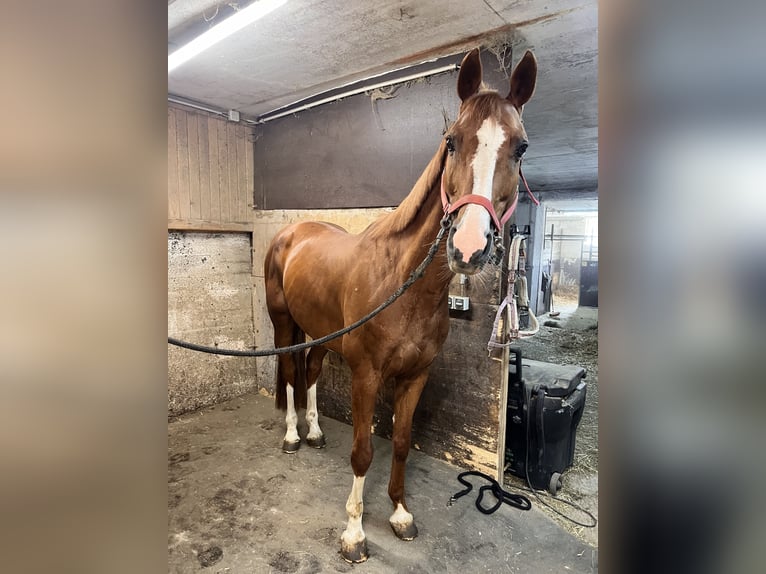 Baden Württemberger Wallach 13 Jahre 163 cm Fuchs in Linz