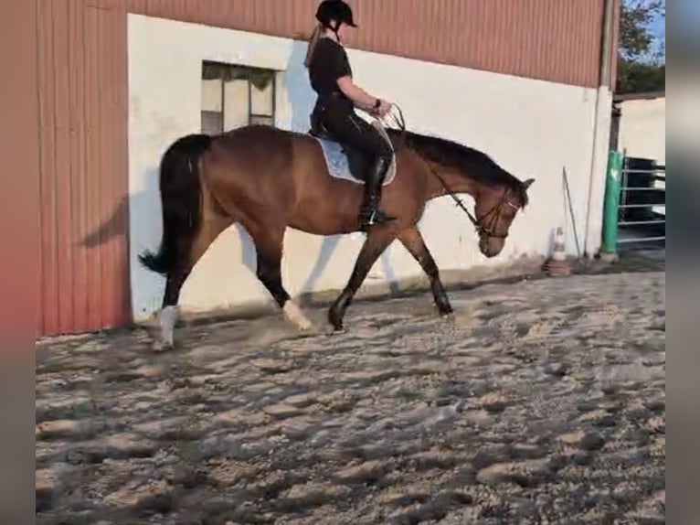 Baden Württemberger Wallach 13 Jahre 167 cm Brauner in Zarpen