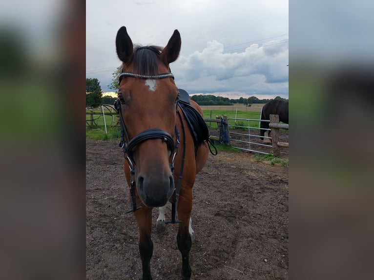 Baden Württemberger Wallach 13 Jahre 167 cm Brauner in Zarpen