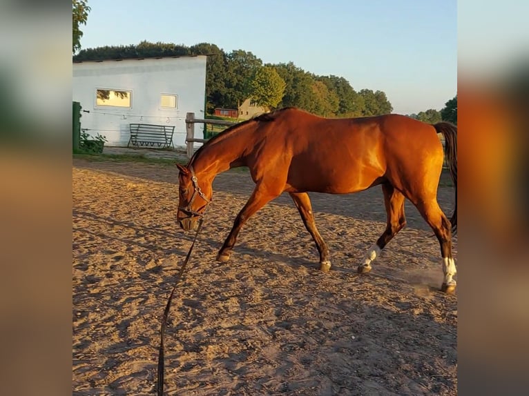 Baden Württemberger Wallach 13 Jahre 167 cm Brauner in Zarpen