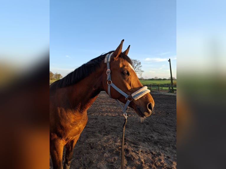 Baden Württemberger Wallach 13 Jahre 167 cm Brauner in Zarpen