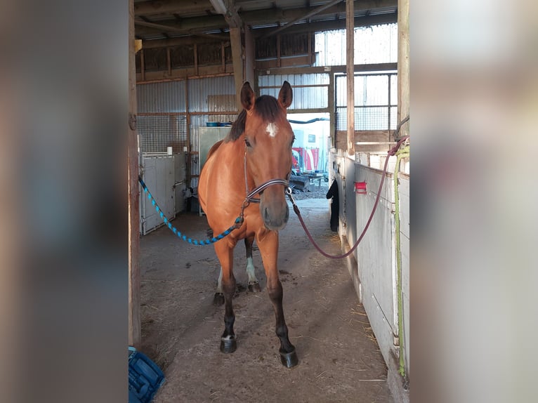 Baden Württemberger Wallach 13 Jahre 167 cm Brauner in Zarpen