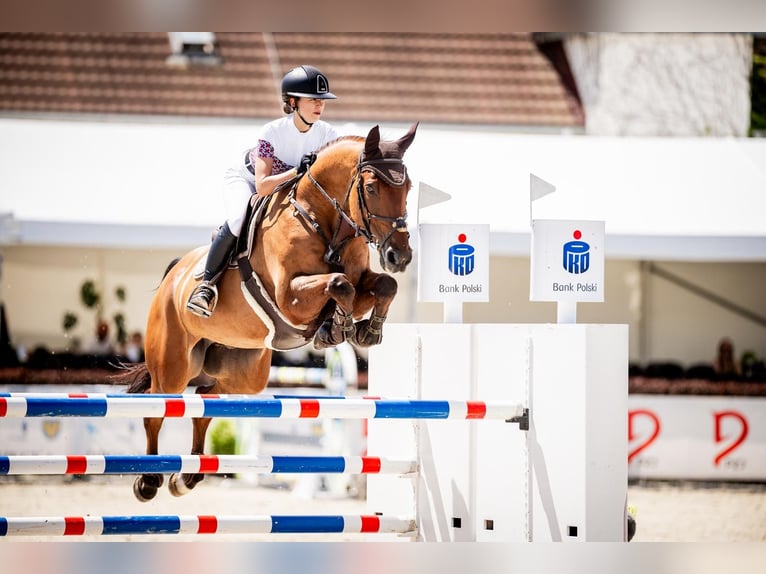 Baden Württemberger Wallach 13 Jahre 170 cm Brauner in Pyrzowice
