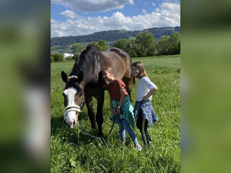 Baden Württemberger Wallach 13 Jahre 175 cm Dunkelbrauner in Altstätten SG 2