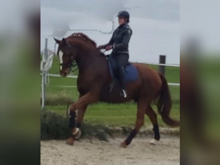 Baden Württemberger Wallach 13 Jahre 175 cm Dunkelfuchs in Bad Waldsee