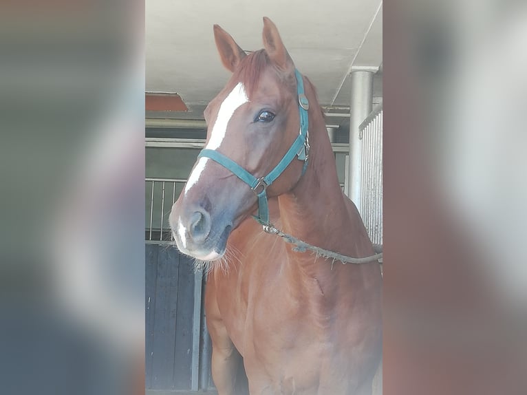 Baden Württemberger Wallach 13 Jahre 175 cm Dunkelfuchs in Bad Waldsee