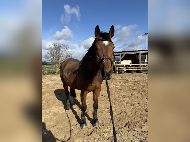 Baden Württemberger Wallach 14 Jahre 167 cm  in Zarpen