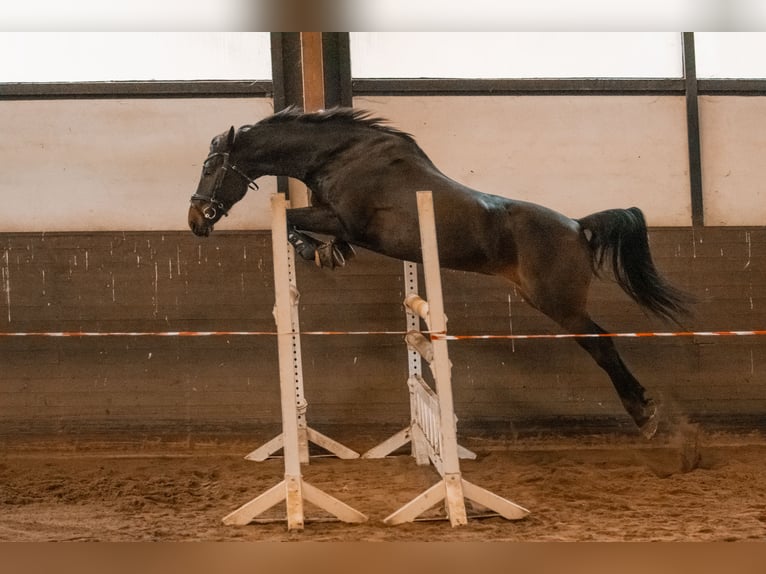 Baden Württemberger Wallach 14 Jahre 170 cm Dunkelbrauner in Havekost