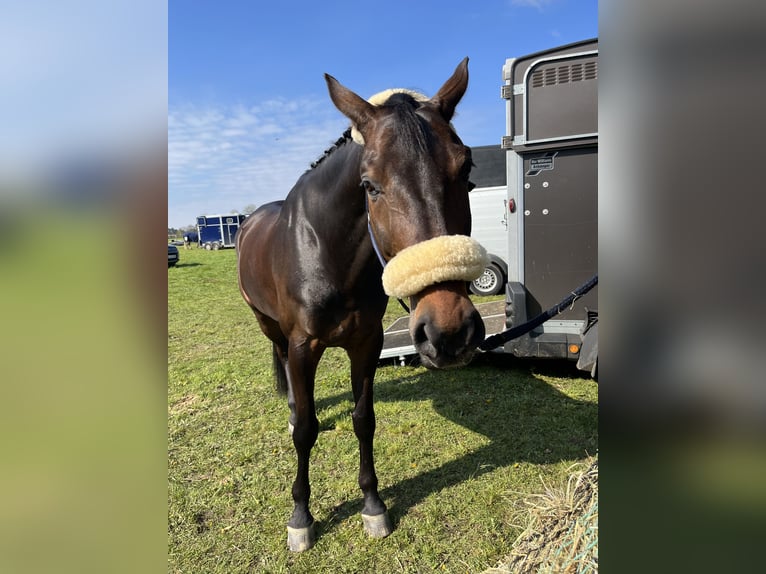 Baden Württemberger Wallach 14 Jahre 170 cm Dunkelbrauner in Havekost