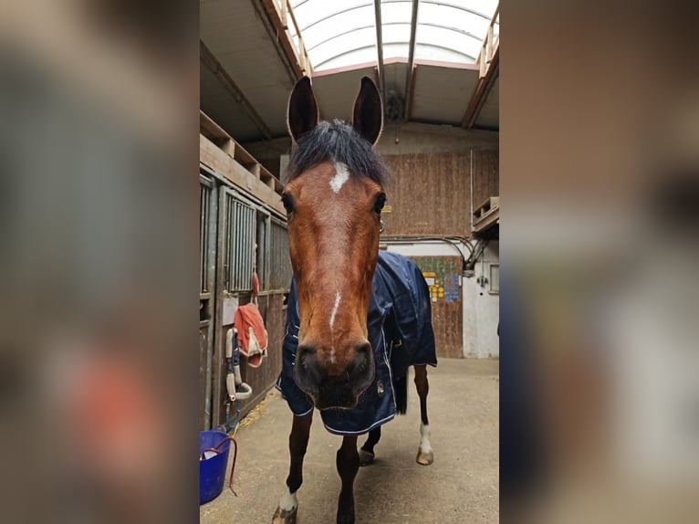 Baden Württemberger Wallach 14 Jahre 177 cm Brauner in Nu&#xDF;loch