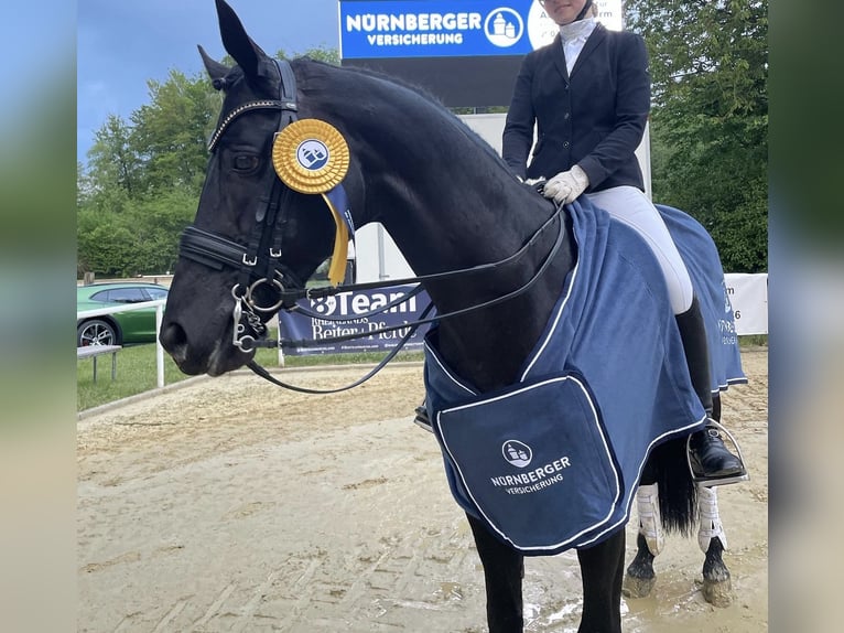 Baden Württemberger Wallach 15 Jahre 168 cm Rappe in Moers