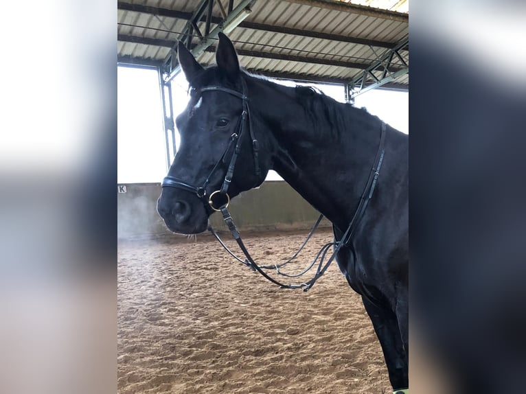 Baden Württemberger Wallach 15 Jahre 174 cm in Messel Baden Württemberger Wallach 15 Jahre 174 cm in Messel