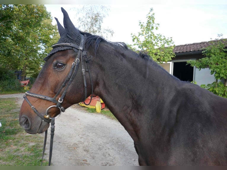 Baden Württemberger Wallach 16 Jahre 164 cm Brauner in Herrsching am Ammersee