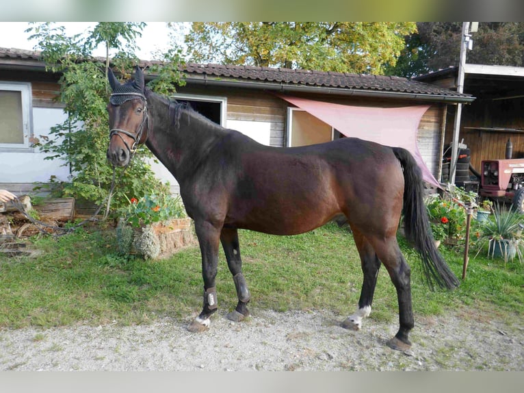 Baden Württemberger Wallach 16 Jahre 164 cm Brauner in Herrsching am Ammersee
