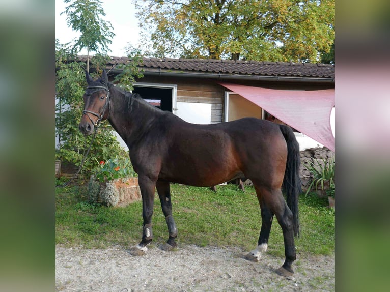 Baden Württemberger Wallach 16 Jahre 164 cm Brauner in Herrsching am Ammersee