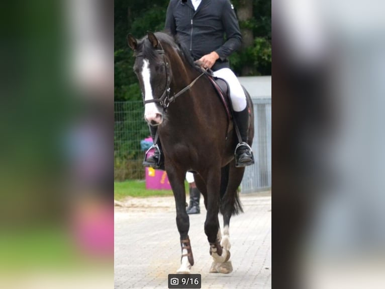 Baden Württemberger Wallach 16 Jahre 170 cm Rappe in Steinebach