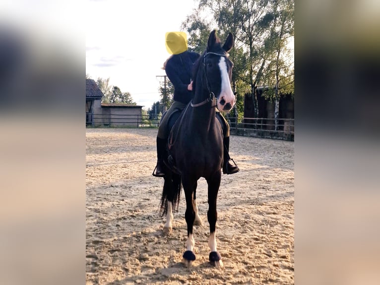 Baden Württemberger Wallach 16 Jahre 170 cm Rappe in Steinebach