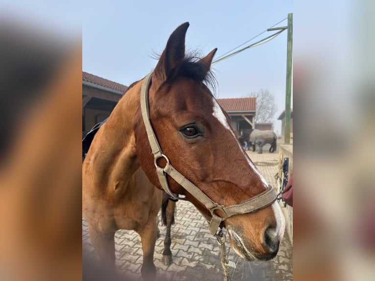 Baden Württemberger Wallach 19 Jahre 163 cm Brauner in Jengen