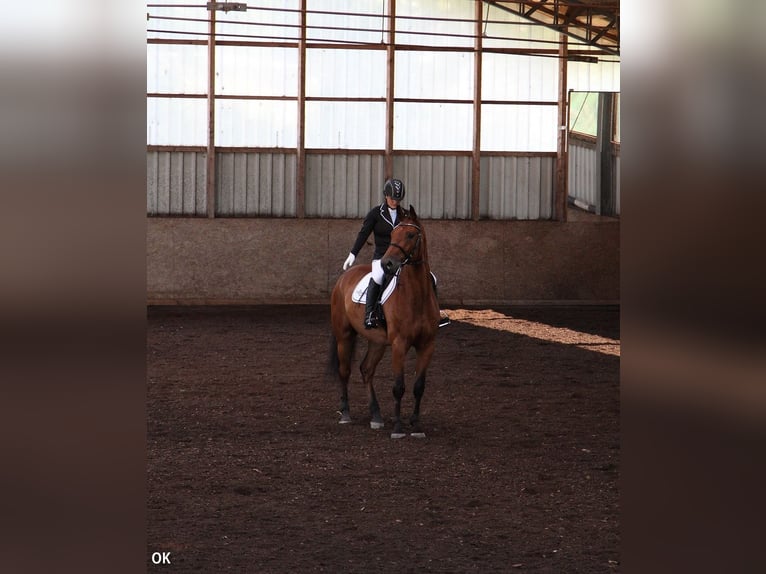 Baden Württemberger Wallach 19 Jahre 172 cm Brauner in Schömberg