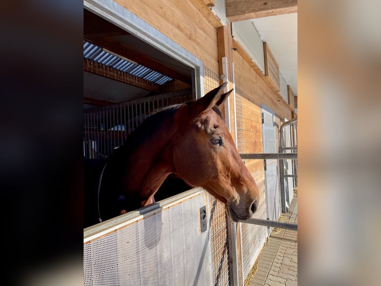 Baden Württemberger Wallach 19 Jahre 172 cm Brauner in Schömberg