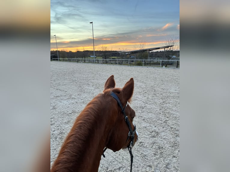 Baden Württemberger Wallach 20 Jahre 166 cm Fuchs in Karlsbad