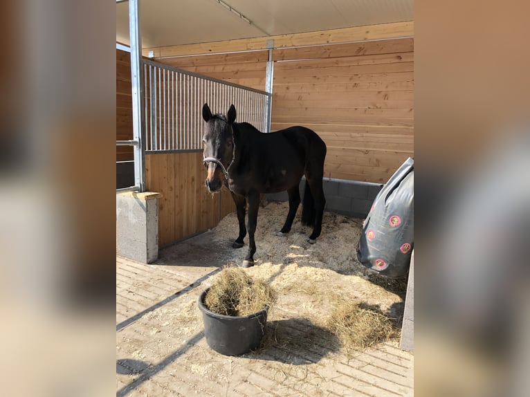 Baden Württemberger Wallach 22 Jahre 173 cm Dunkelbrauner in Löchgau