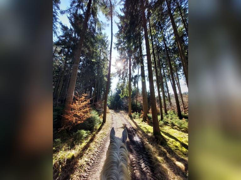 Baden Württemberger Wallach 23 Jahre 177 cm Fliegenschimmel in Kirchseeon