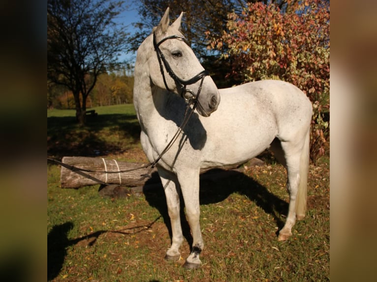Baden Württemberger Wallach 23 Jahre 177 cm Fliegenschimmel in Kirchseeon
