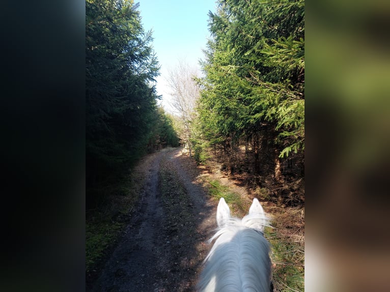 Baden Württemberger Wallach 23 Jahre 177 cm Fliegenschimmel in Kirchseeon