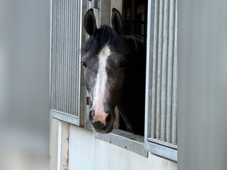 Baden Württemberger Wallach 3 Jahre 163 cm Schimmel in Eching