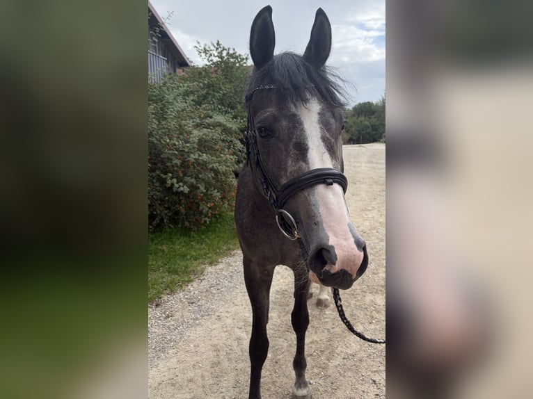 Baden Württemberger Wallach 3 Jahre 163 cm Schimmel in Eching