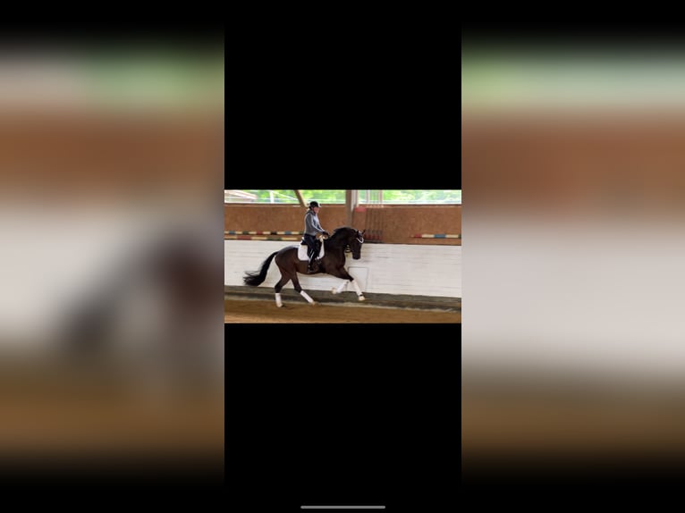 Baden Württemberger Wallach 3 Jahre 167 cm Dunkelbrauner in Trochtelfingen