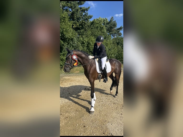 Baden Württemberger Wallach 3 Jahre 168 cm Dunkelbrauner in Trochtelfingen