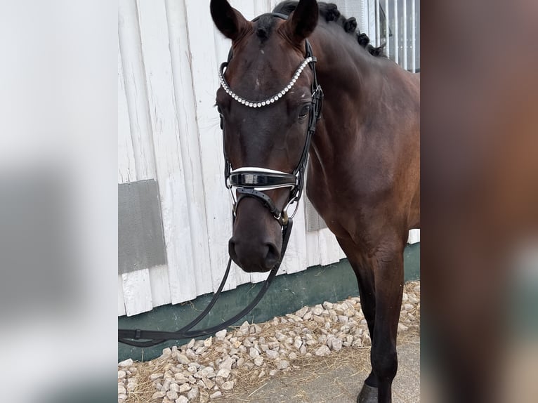 Baden Württemberger Wallach 3 Jahre 168 cm Dunkelbrauner in Trochtelfingen