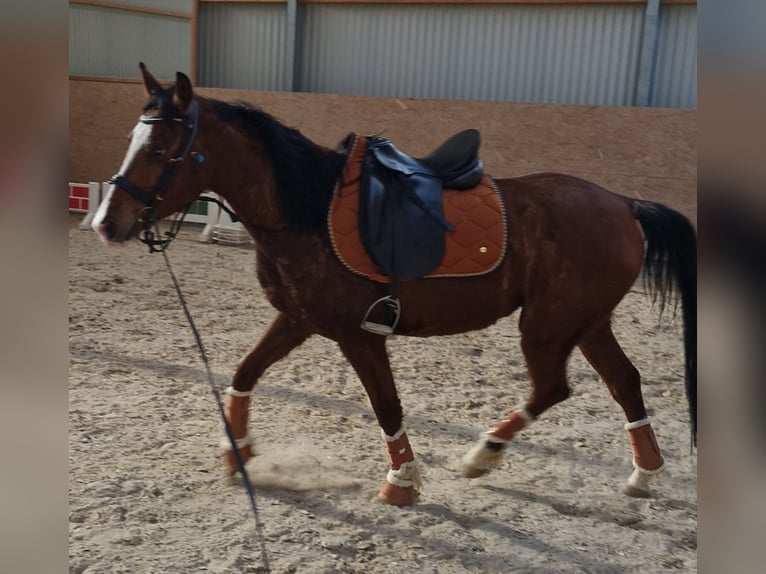 Baden Württemberger Wallach 4 Jahre 145 cm Hellbrauner in Bickendorf