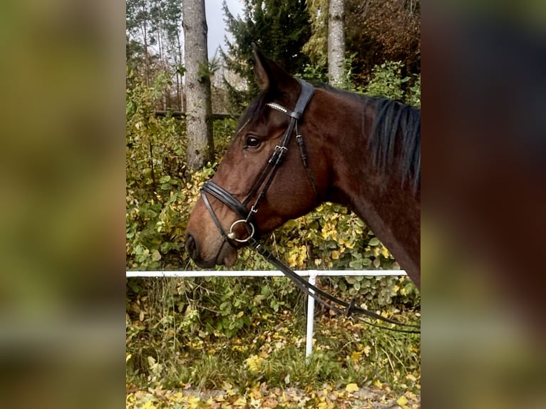 Baden Württemberger Wallach 4 Jahre 170 cm Brauner in Pelmberg
