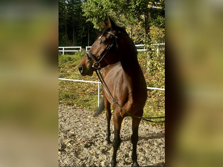 Baden Württemberger Wallach 4 Jahre 170 cm Brauner in Pelmberg