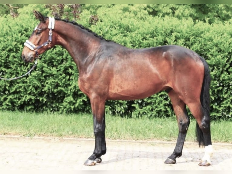 Baden Württemberger Wallach 4 Jahre 170 cm Brauner in Pelmberg