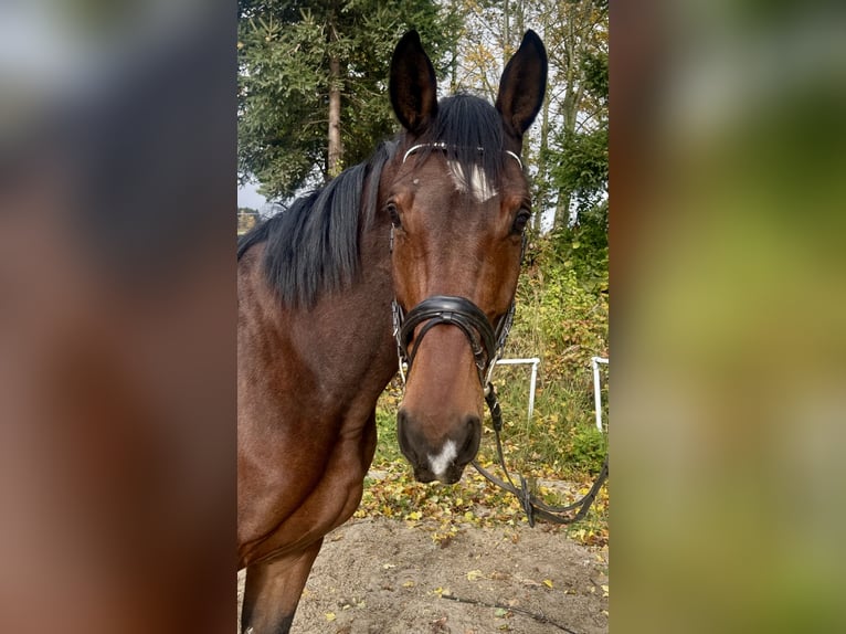 Baden Württemberger Wallach 4 Jahre 170 cm Brauner in Pelmberg