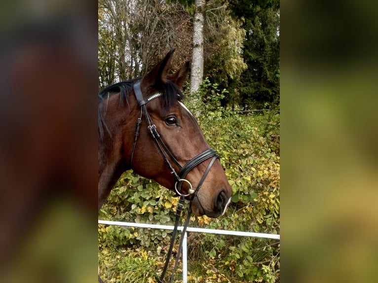 Baden Württemberger Wallach 4 Jahre 170 cm Brauner in Pelmberg