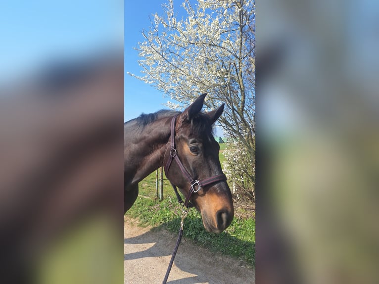 Baden Württemberger Wallach 4 Jahre 170 cm Dunkelbrauner in Wiesloch