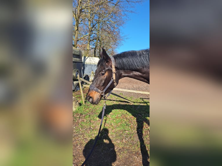 Baden Württemberger Wallach 4 Jahre 170 cm Dunkelbrauner in Wiesloch