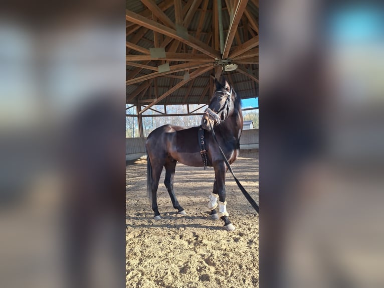 Baden Württemberger Wallach 4 Jahre 170 cm Dunkelbrauner in Wiesloch