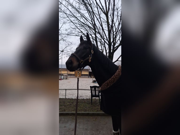 Baden Württemberger Wallach 4 Jahre 170 cm Dunkelbrauner in Wiesloch