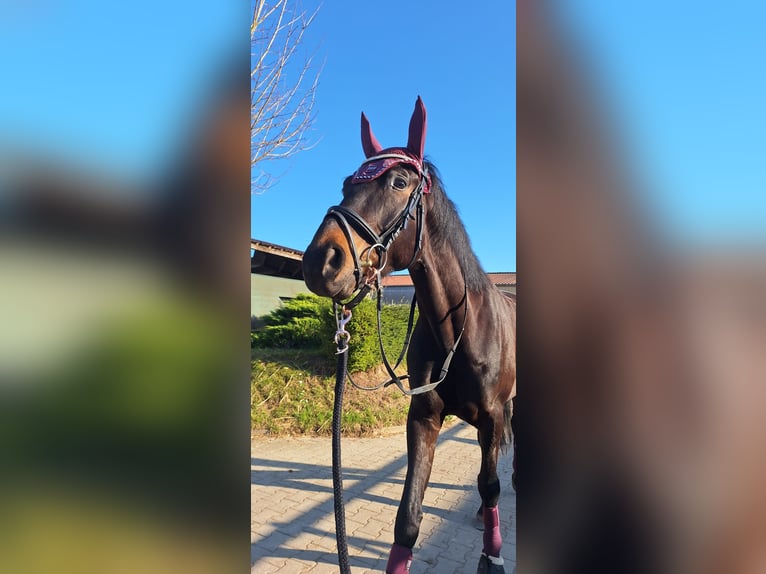 Baden Württemberger Wallach 4 Jahre 170 cm Dunkelbrauner in Wiesloch